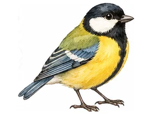 bird