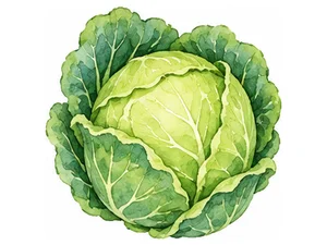 cabbage