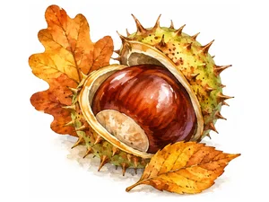 Chestnut - каштан