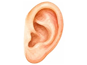 an ear