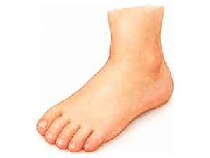 a foot