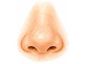 a nose