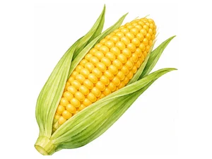 Corn - кукуруза