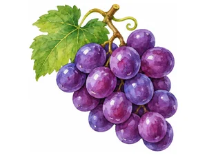 Grapes - виноград